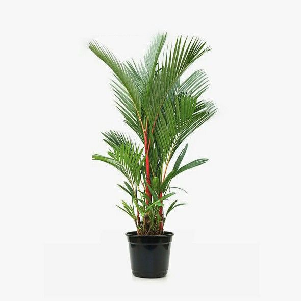 RED PALM