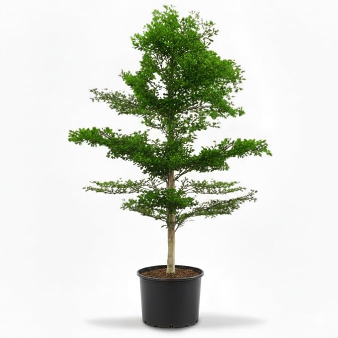 TERMINALIA GREEN