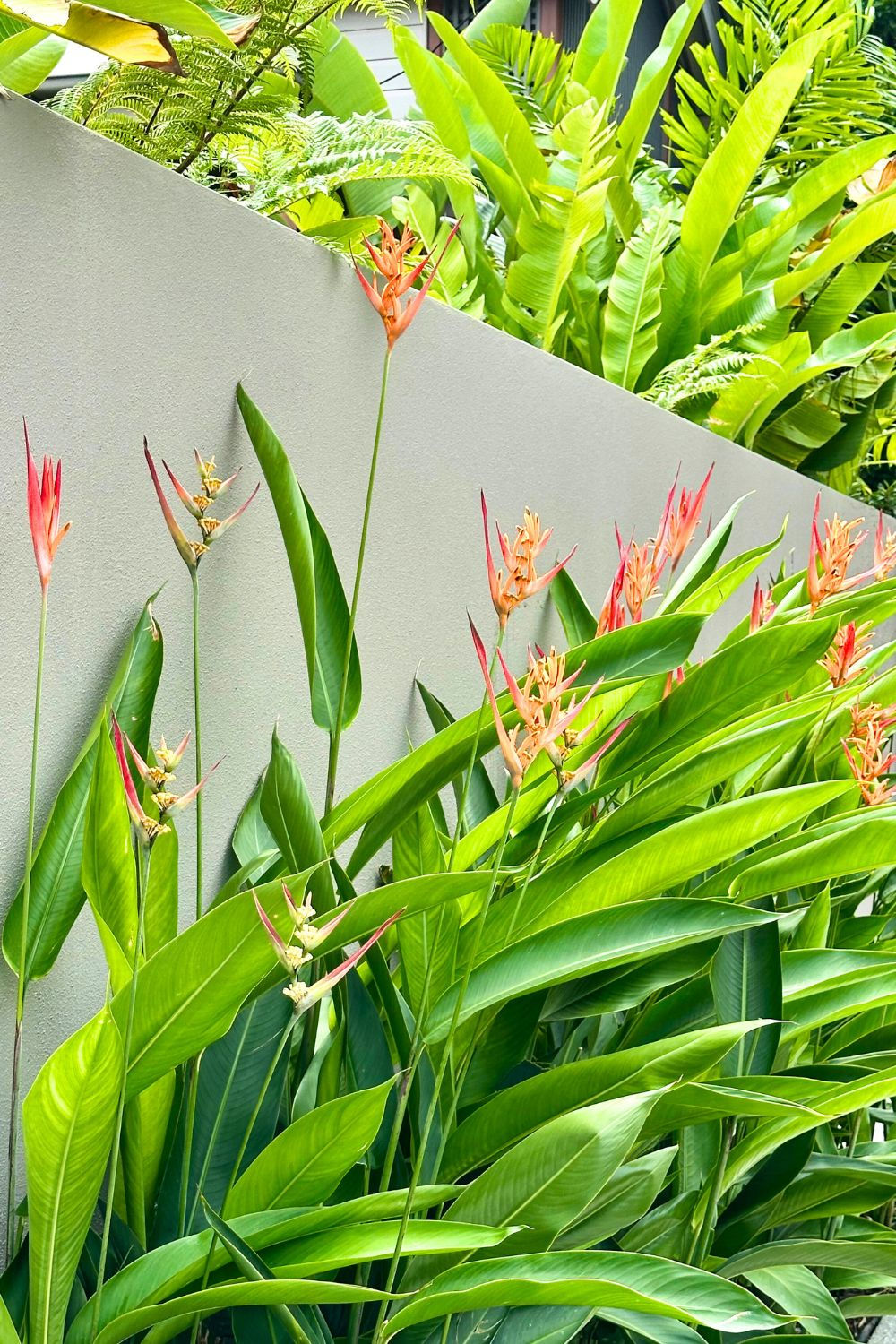 HELICONIA