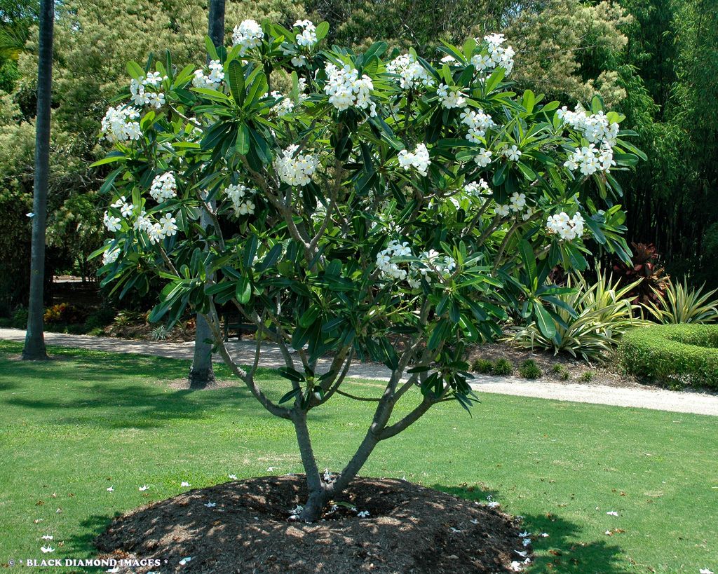 PLUMERIA