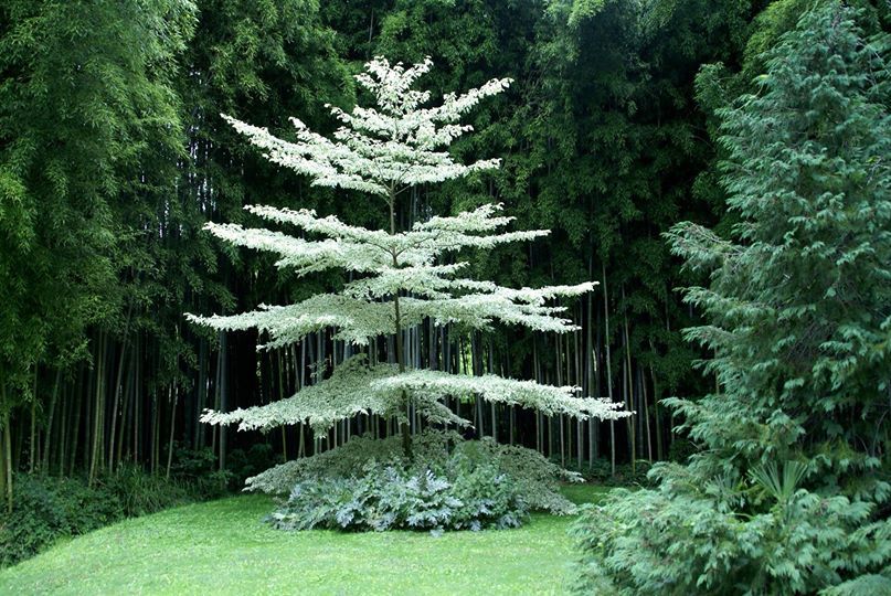 TERMINALIA VARIEGATED