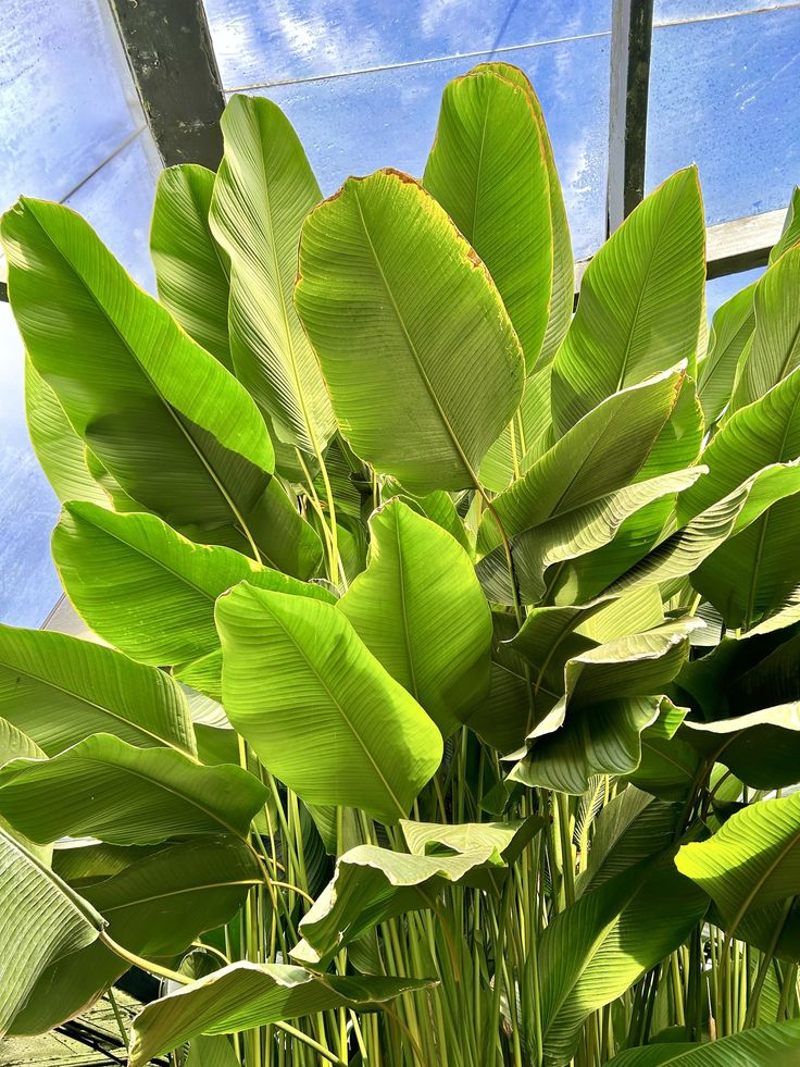 CALATHEA LUTEA