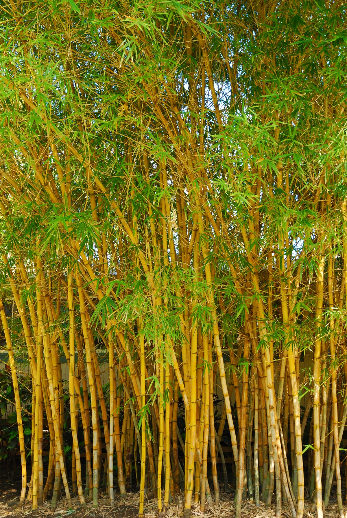 GOLDEN BAMBOO