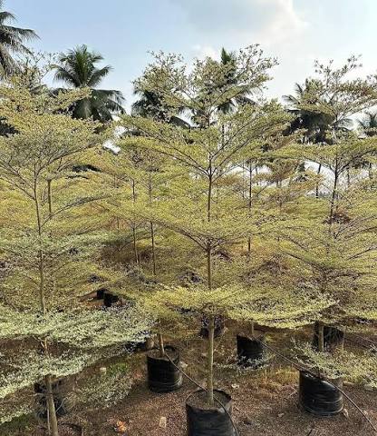 TERMINALIA VARIEGATED