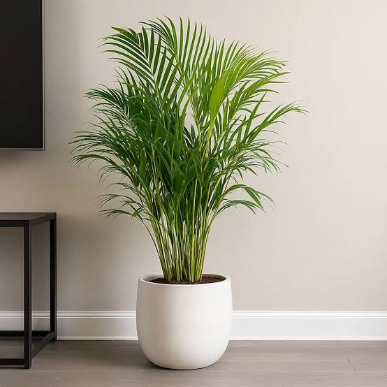 ARECA PALM