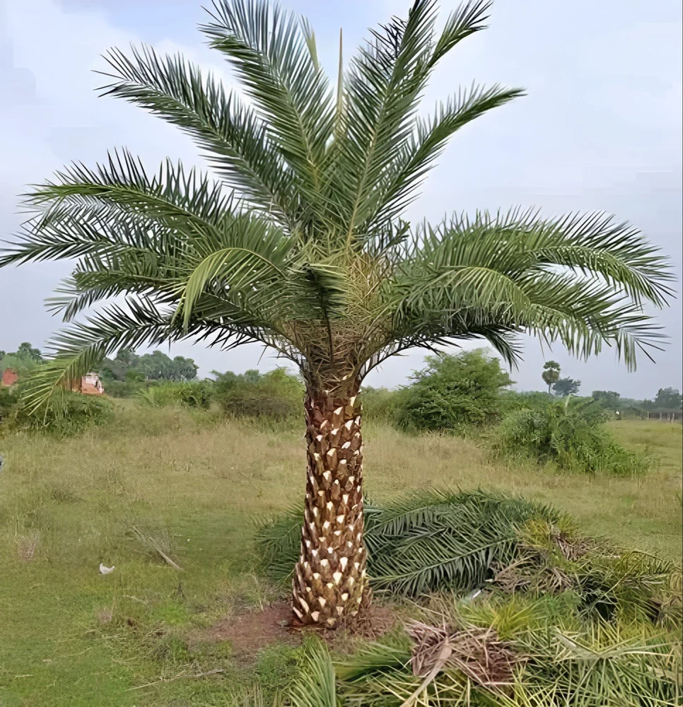 DTE PALM
